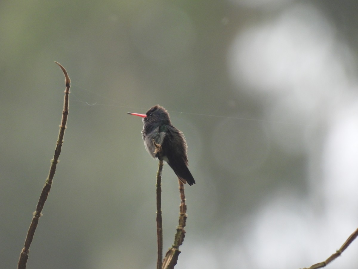 hvithakekolibri - ML643718626