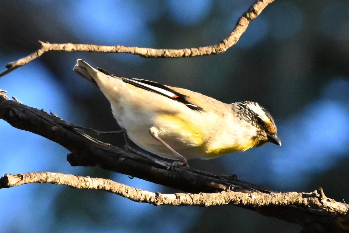 キボシホウセキドリ - ML643718629