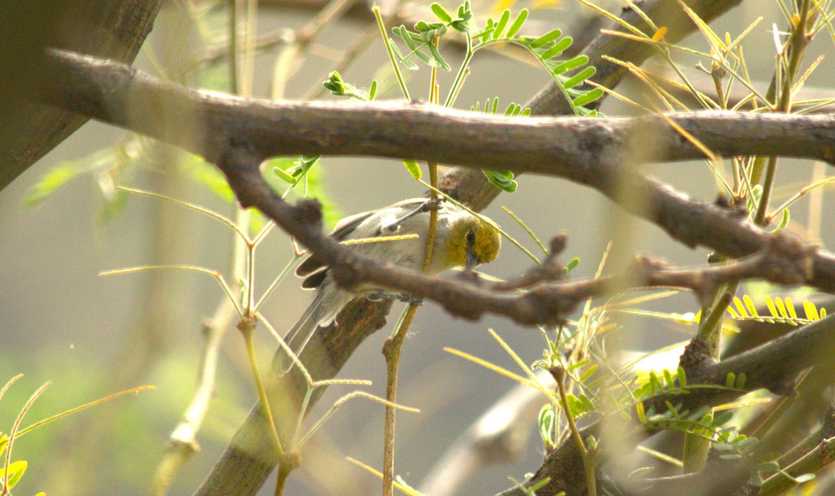 Verdin - ML643718630