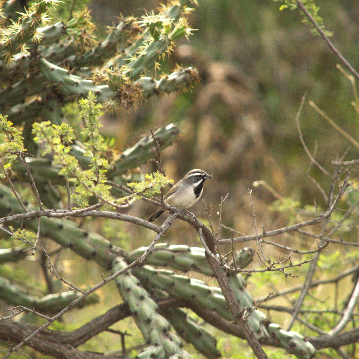 Black-throated Sparrow - ML643718643