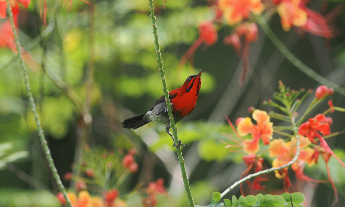 Crimson Sunbird (Crimson) - ML643718644