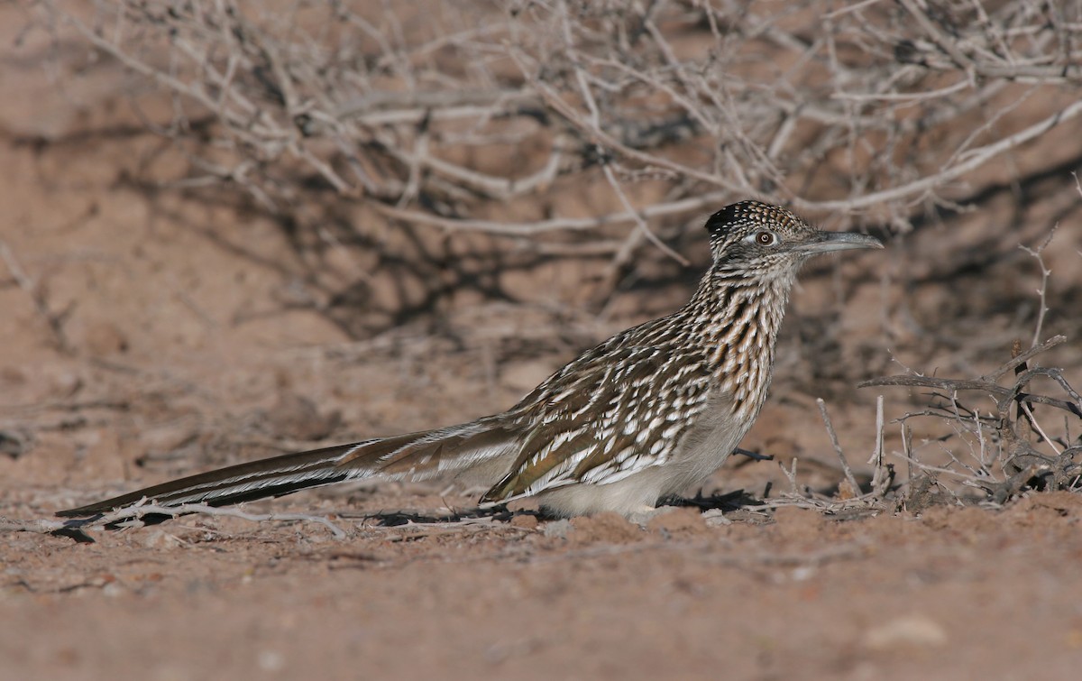 Greater Roadrunner - ML643718651