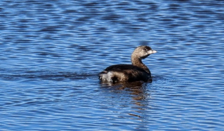 Pied-billed Grebe - ML643718662