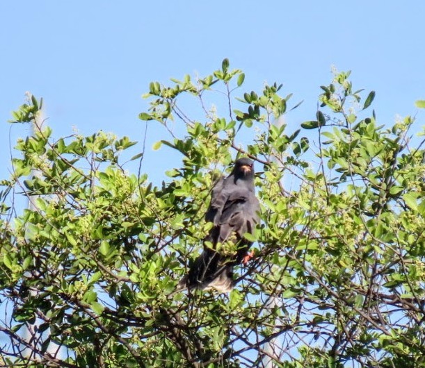 Snail Kite - ML643718668