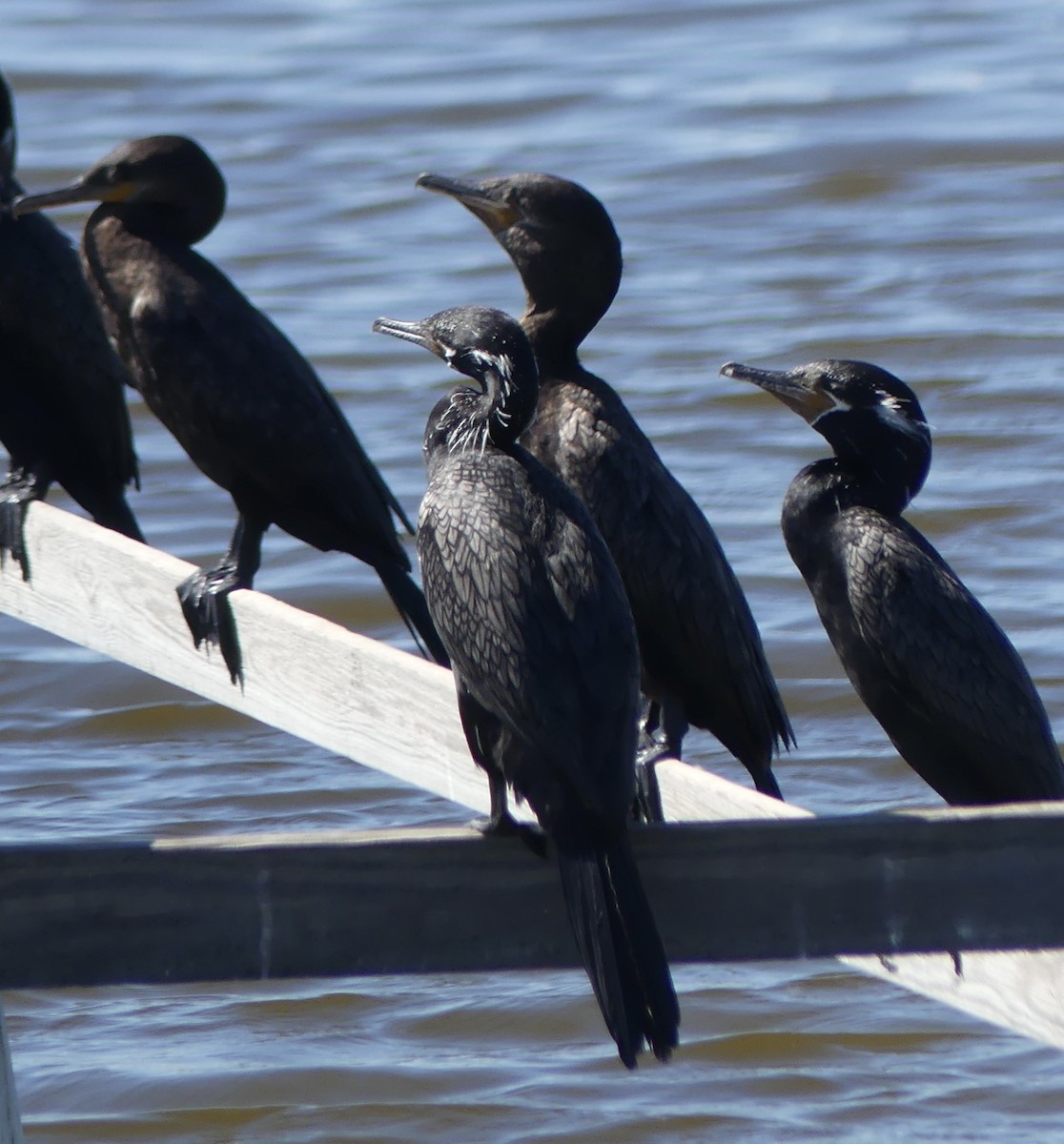 Neotropic Cormorant - ML643718670