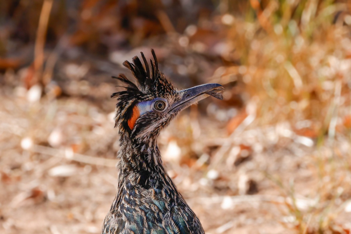 Greater Roadrunner - ML643718677
