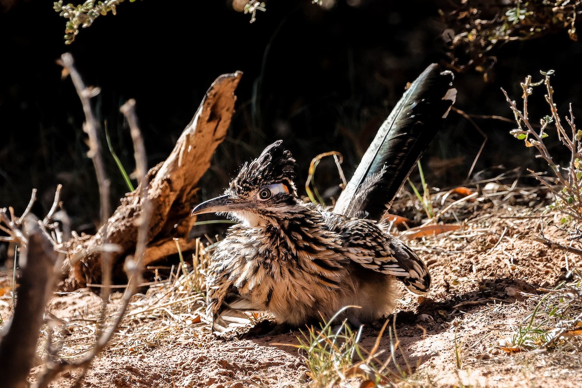 Greater Roadrunner - ML643718678