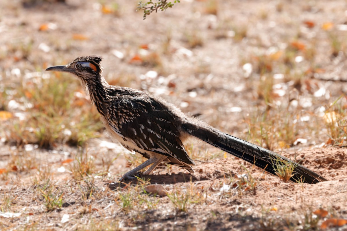 Greater Roadrunner - ML643718679