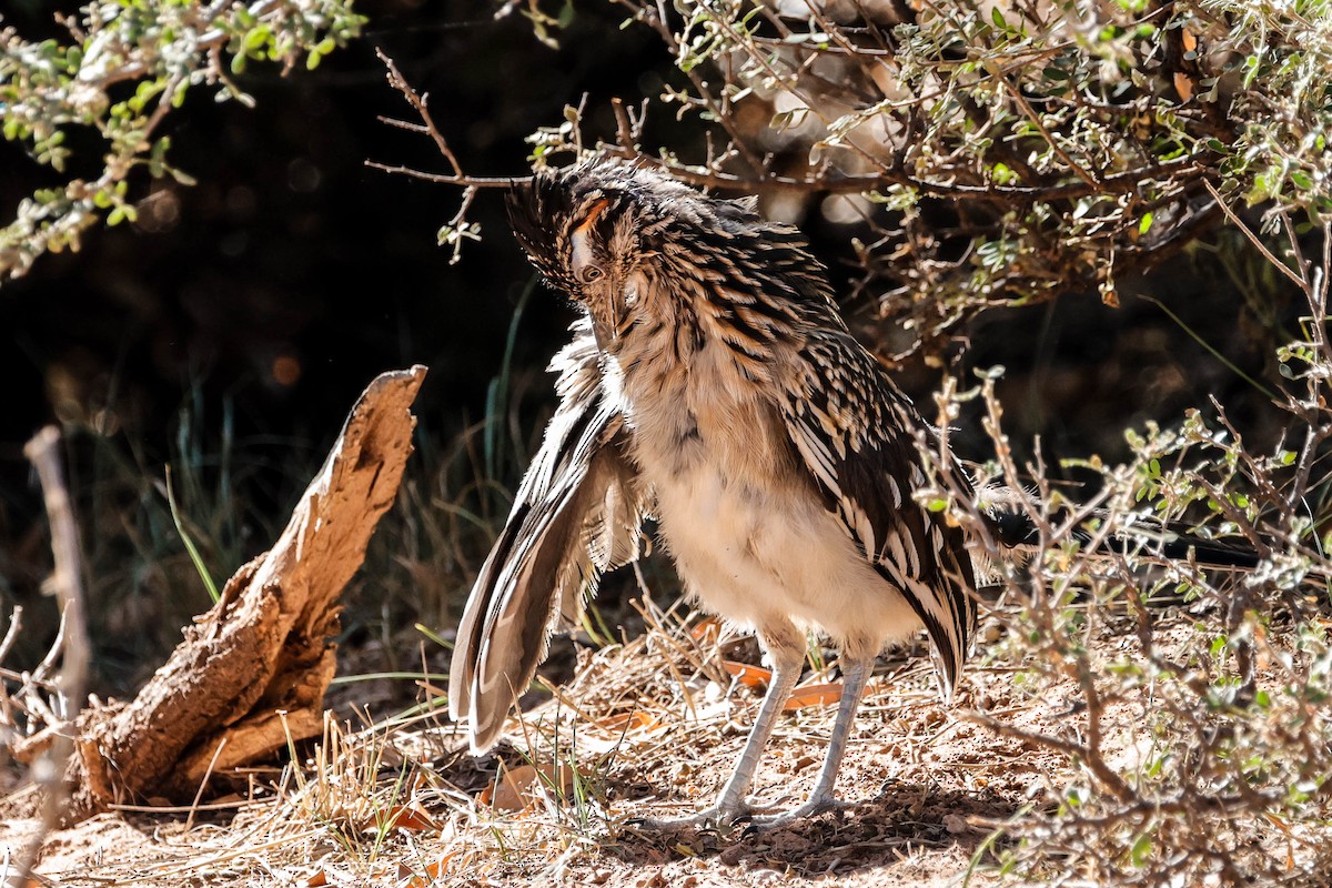 Greater Roadrunner - ML643718680