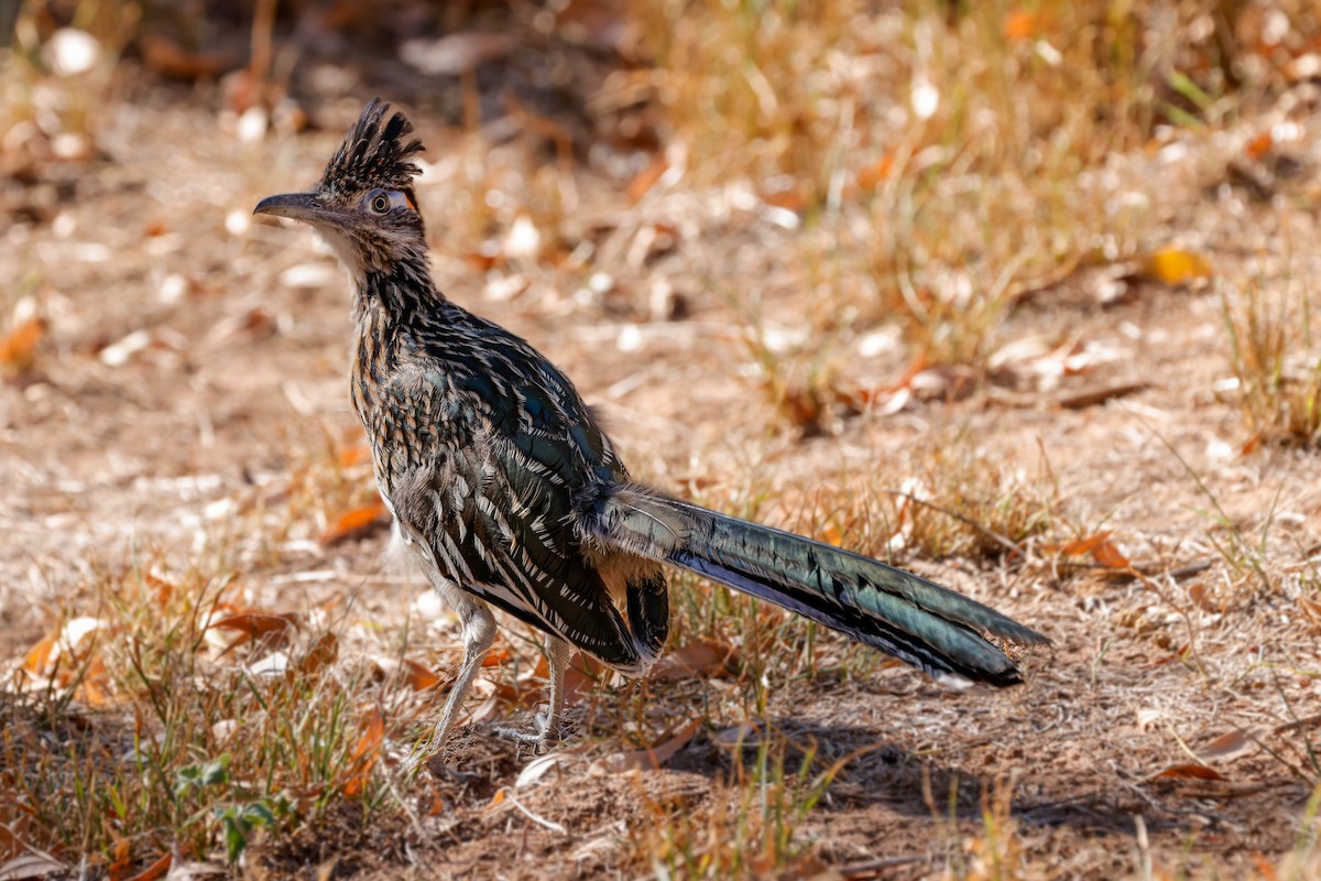 Greater Roadrunner - ML643718681