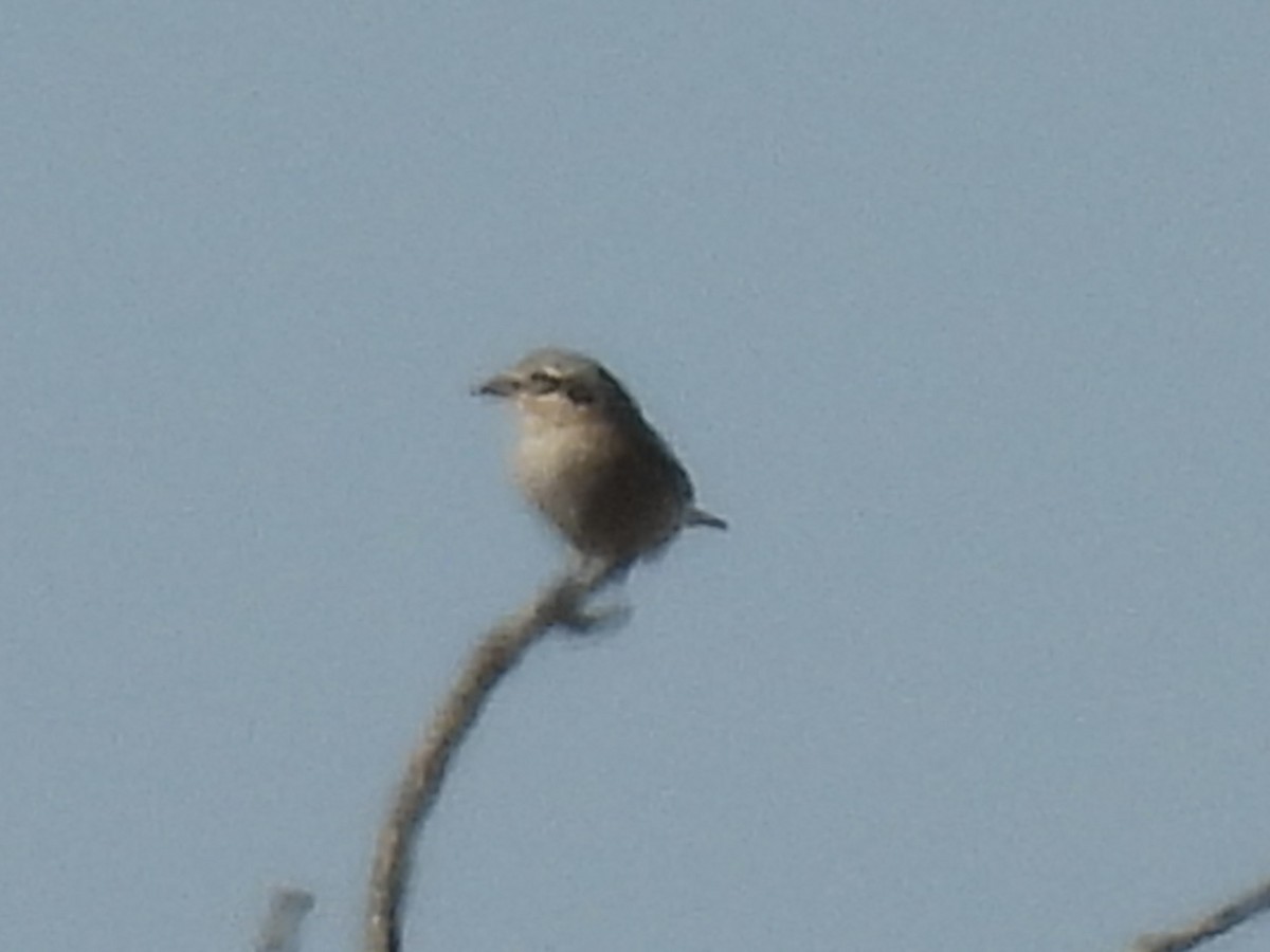 Boreal Örümcekkuşu - ML643718690