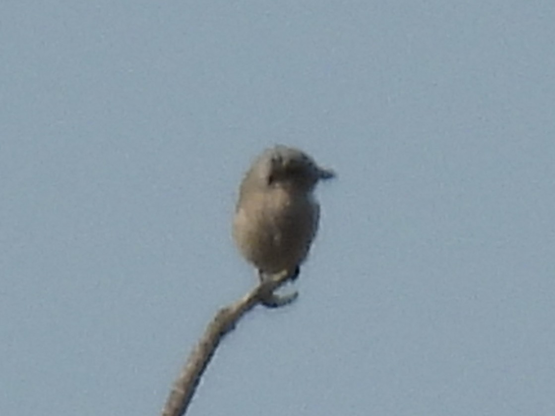 Boreal Örümcekkuşu - ML643718692
