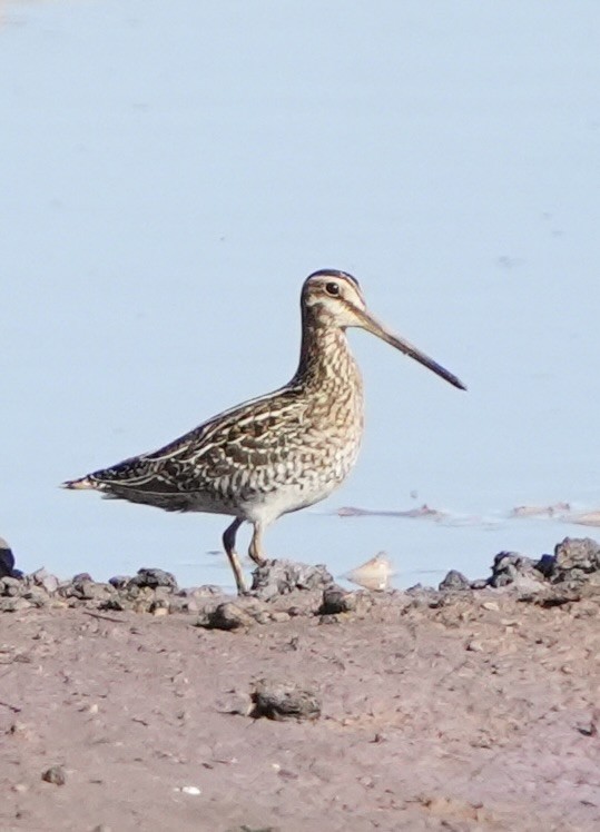Wilson's Snipe - ML643718711