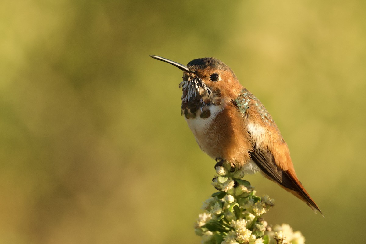 Colibri d'Allen - ML643718727