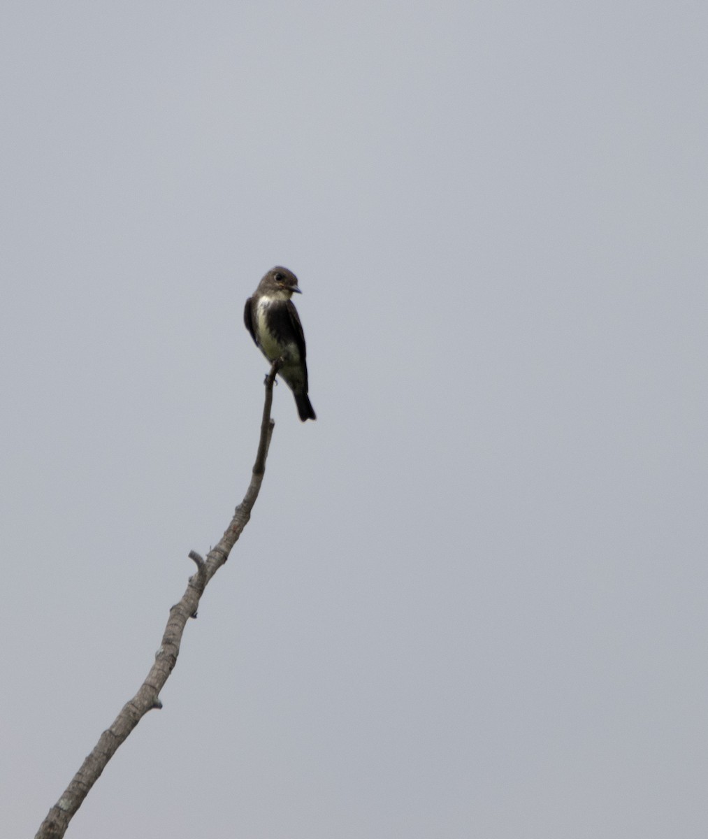 tyranovec severský - ML643718735