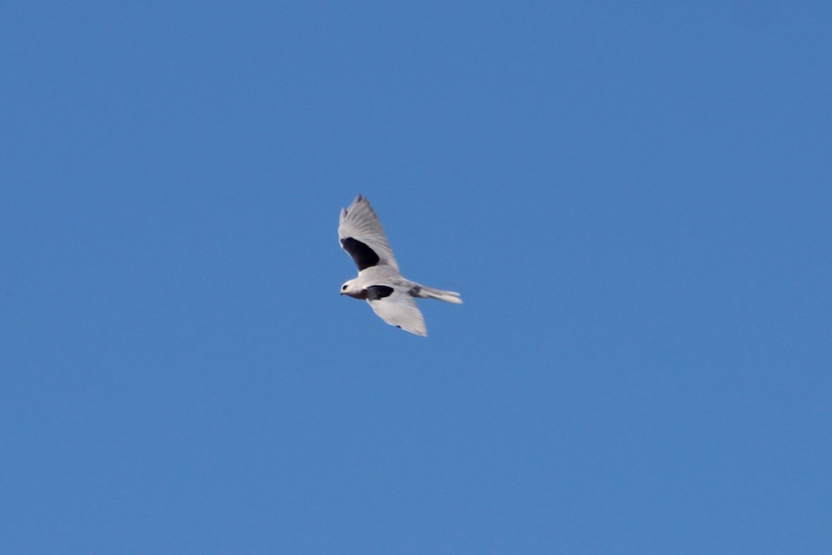 White-tailed Kite - ML643718737