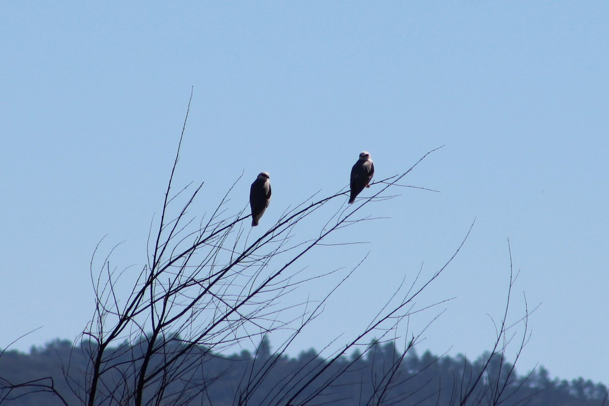 White-tailed Kite - ML643718738