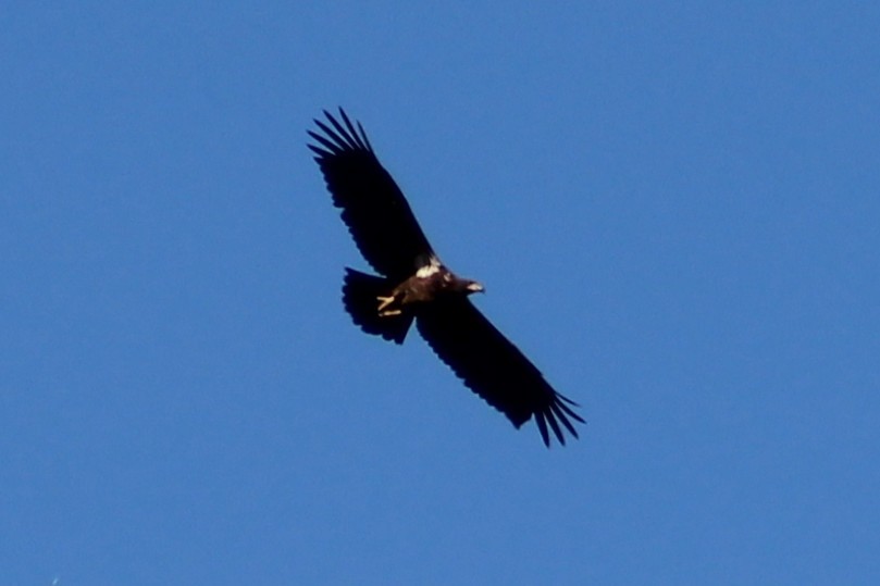 Bald Eagle - ML643718743