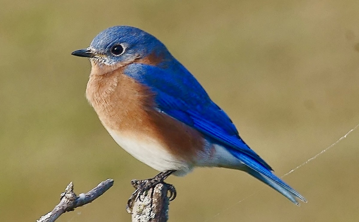 Eastern Bluebird - ML643718746