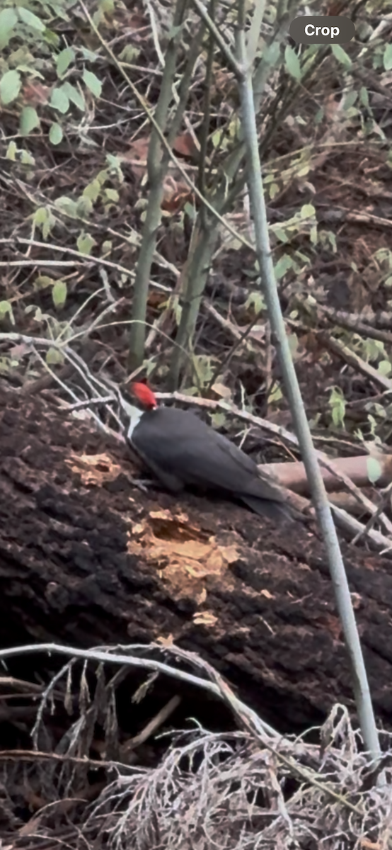 Pileated Woodpecker - ML643718747