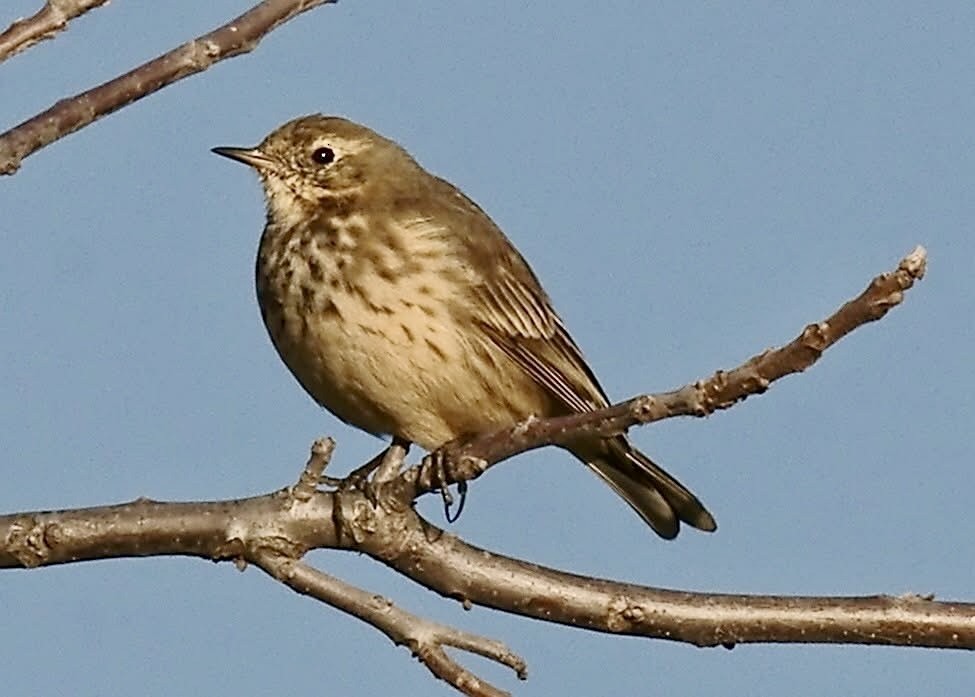 American Pipit - ML643718767
