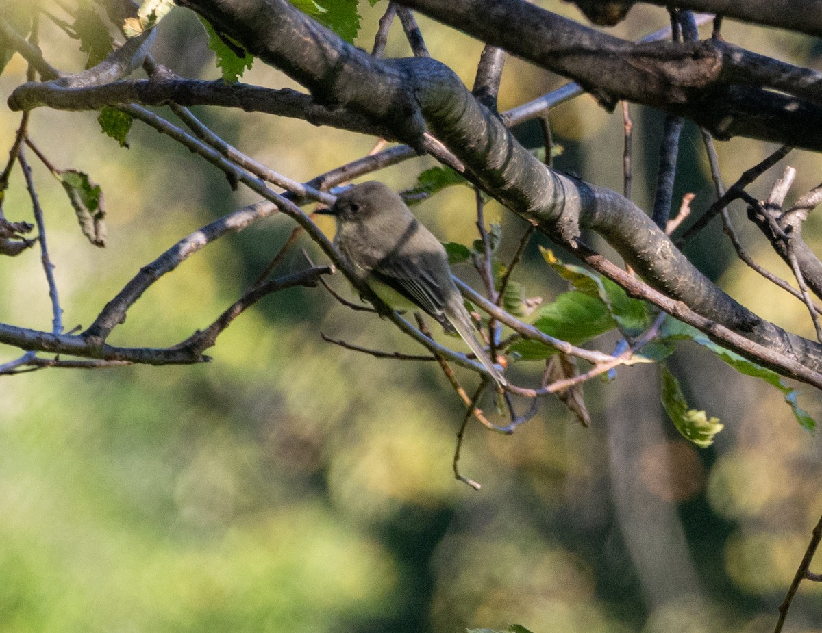 Eastern Phoebe - ML643718777
