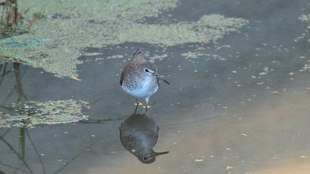 Solitary Sandpiper - ML643718778