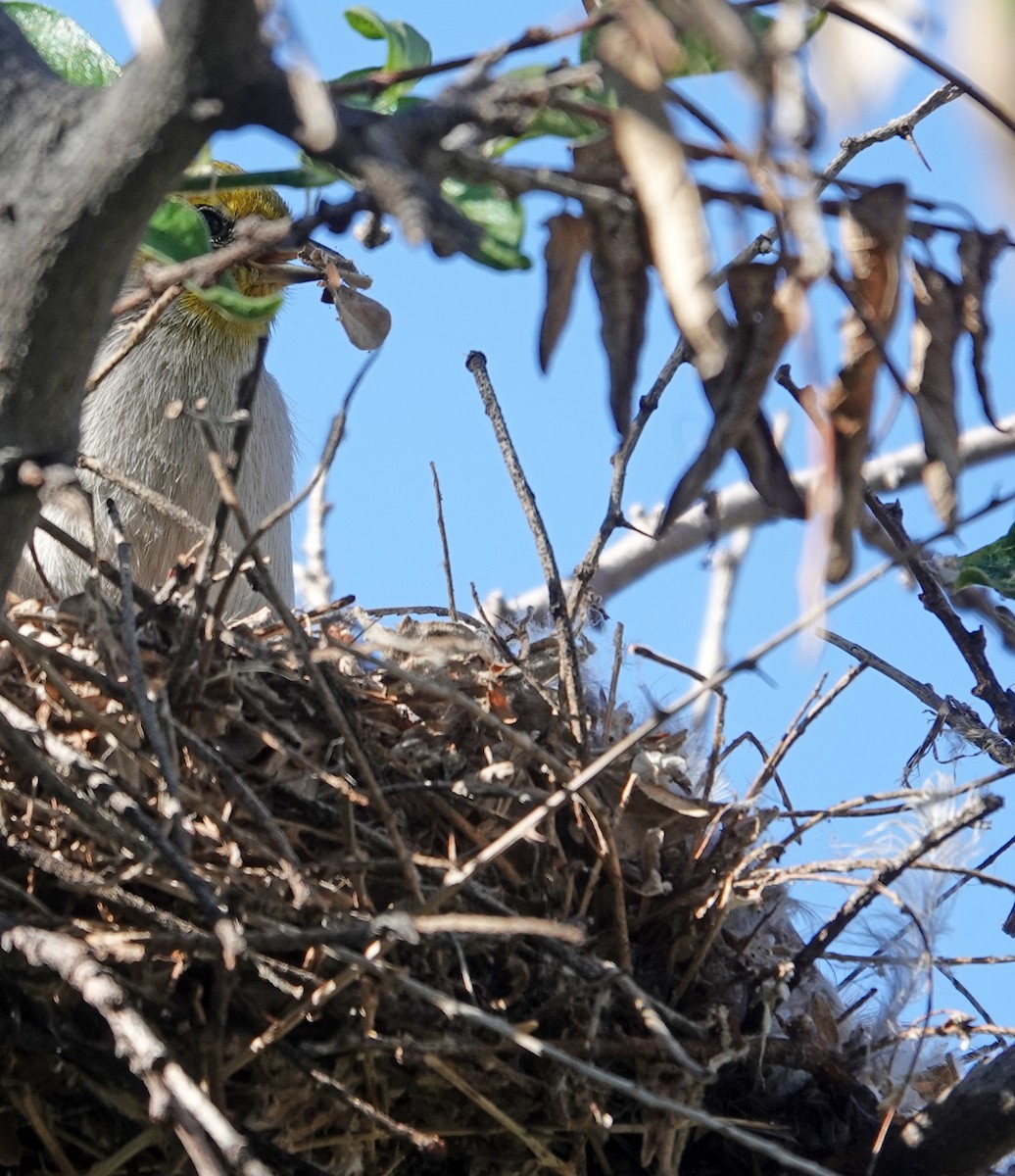 Verdin - ML643718803