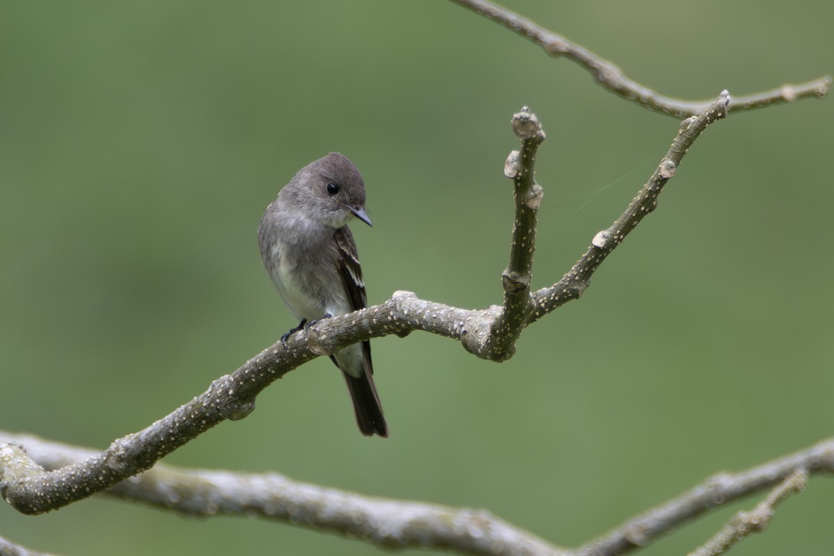Western Wood-Pewee - ML643718804