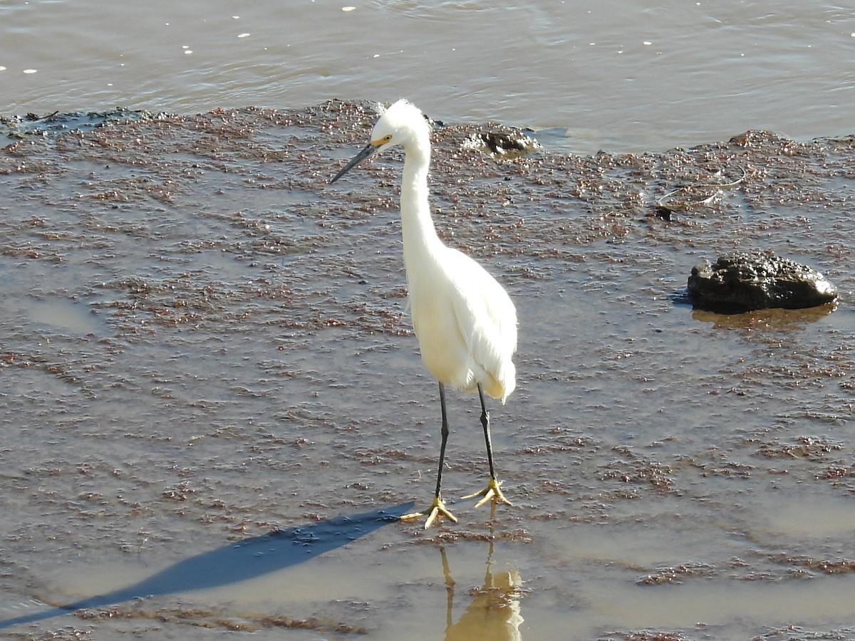 Snowy Egret - ML643718811