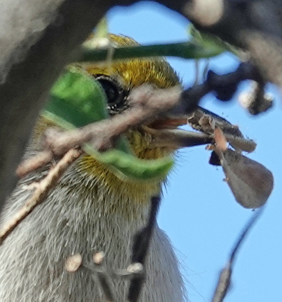 Verdin - ML643718821