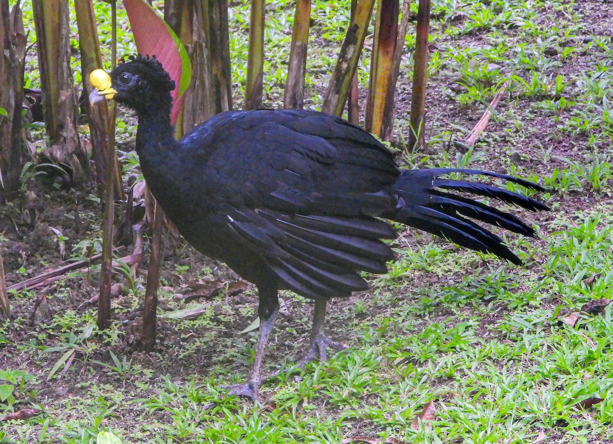 Кракс великий - ML643718823