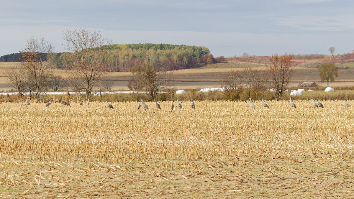 Sandhill Crane - ML643718826