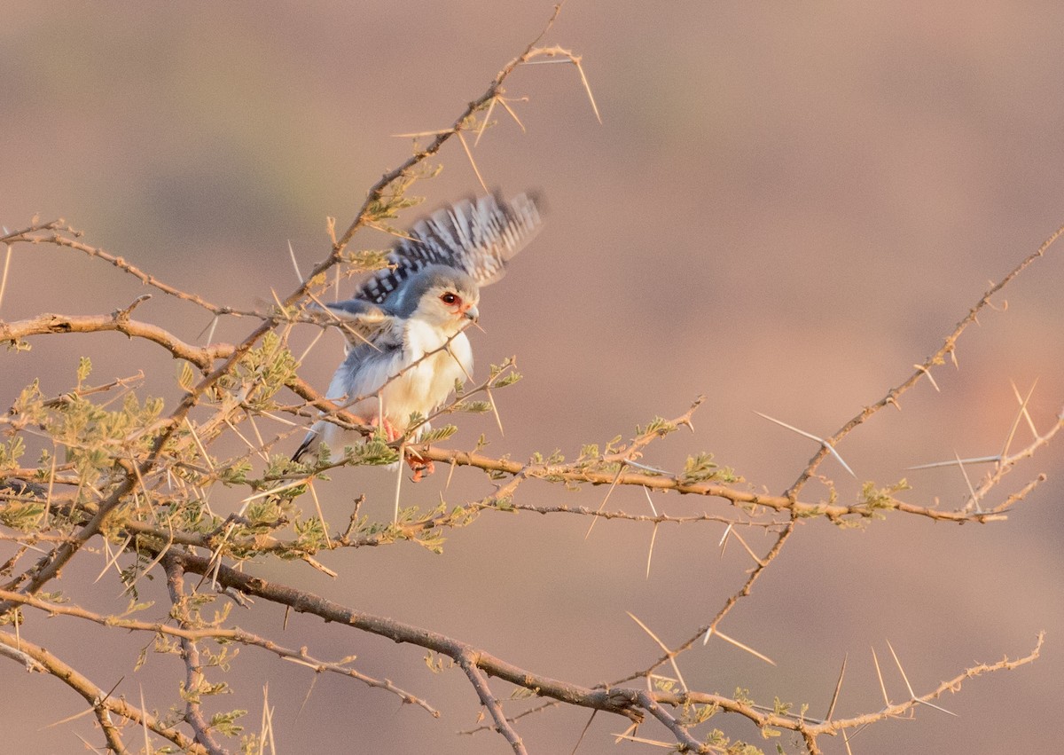 Pygmy Falcon - ML643718829