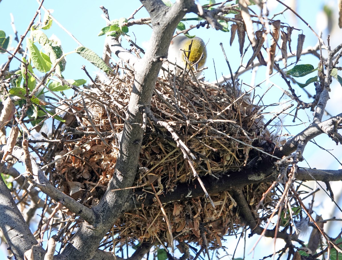 Verdin - ML643718830