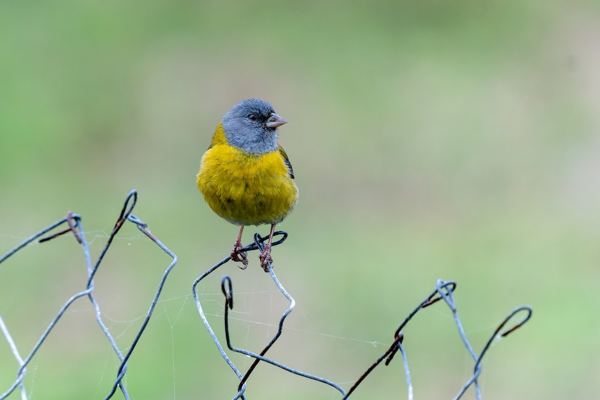 Gray-hooded Sierra Finch - ML643718831