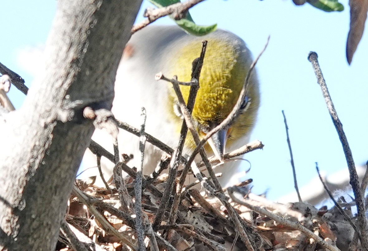 Verdin - ML643718836