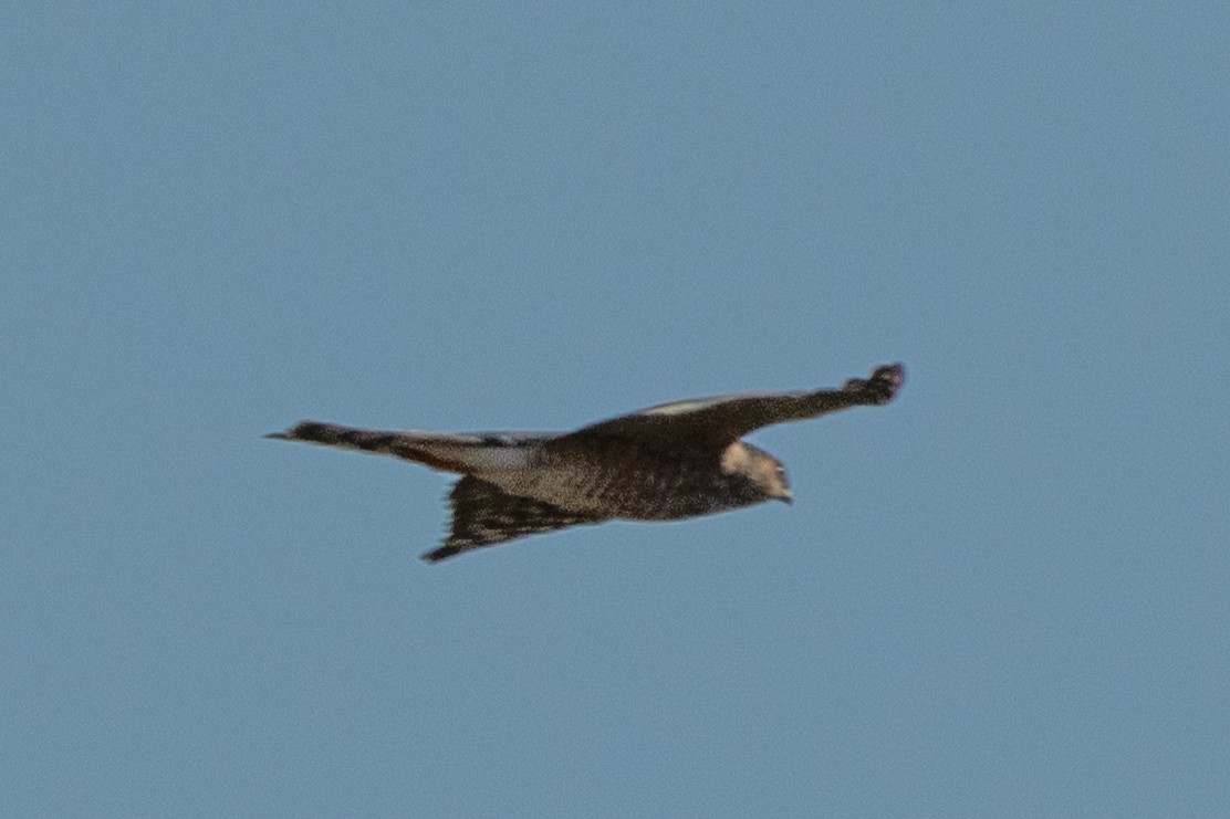 Sharp-shinned Hawk - ML643718841