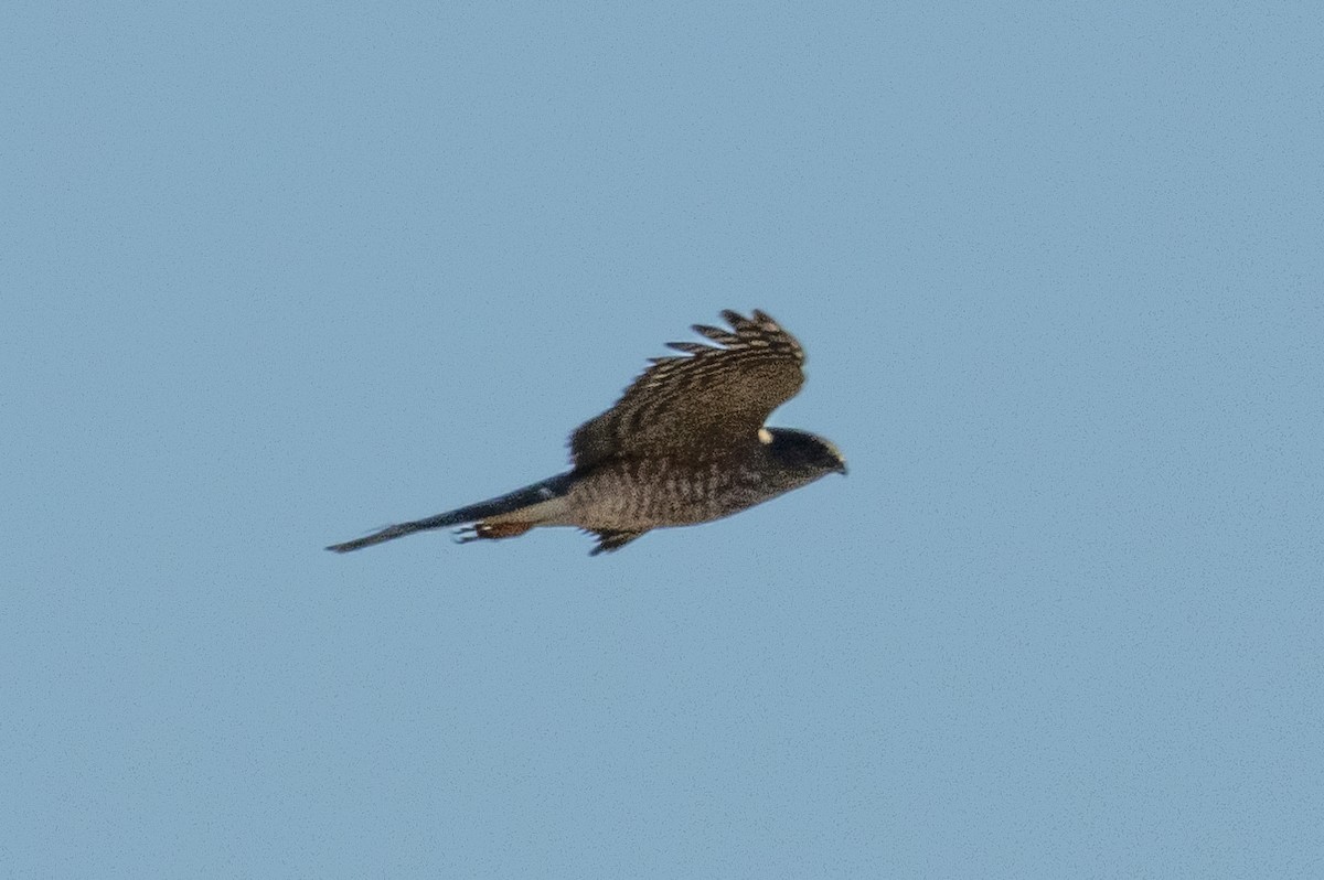 Sharp-shinned Hawk - ML643718842