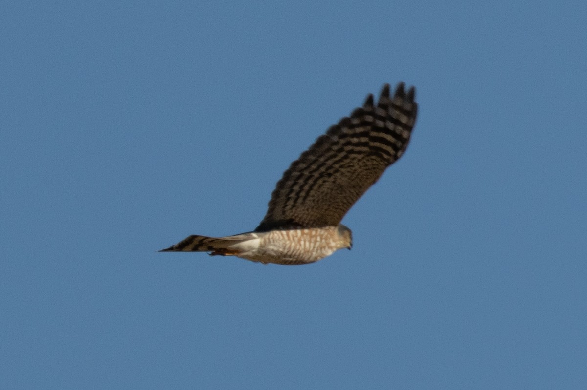 Sharp-shinned Hawk - ML643718843