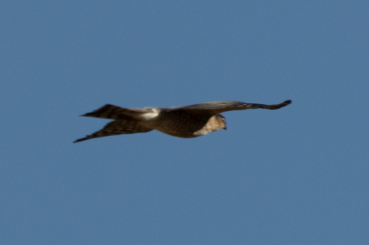 Sharp-shinned Hawk - ML643718844