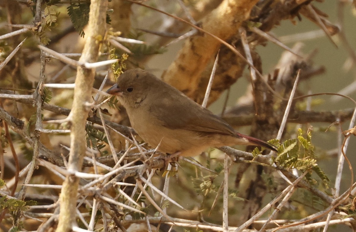 Red-billed Firefinch - ML643718850