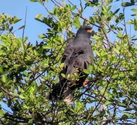 Snail Kite - ML643718861