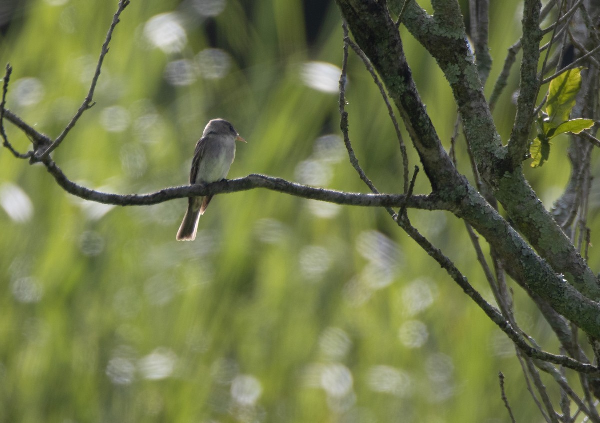 Western/Eastern Wood-Pewee - ML643718862
