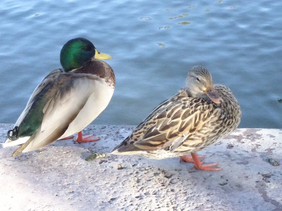 Canard colvert (forme domestique) - ML643718866