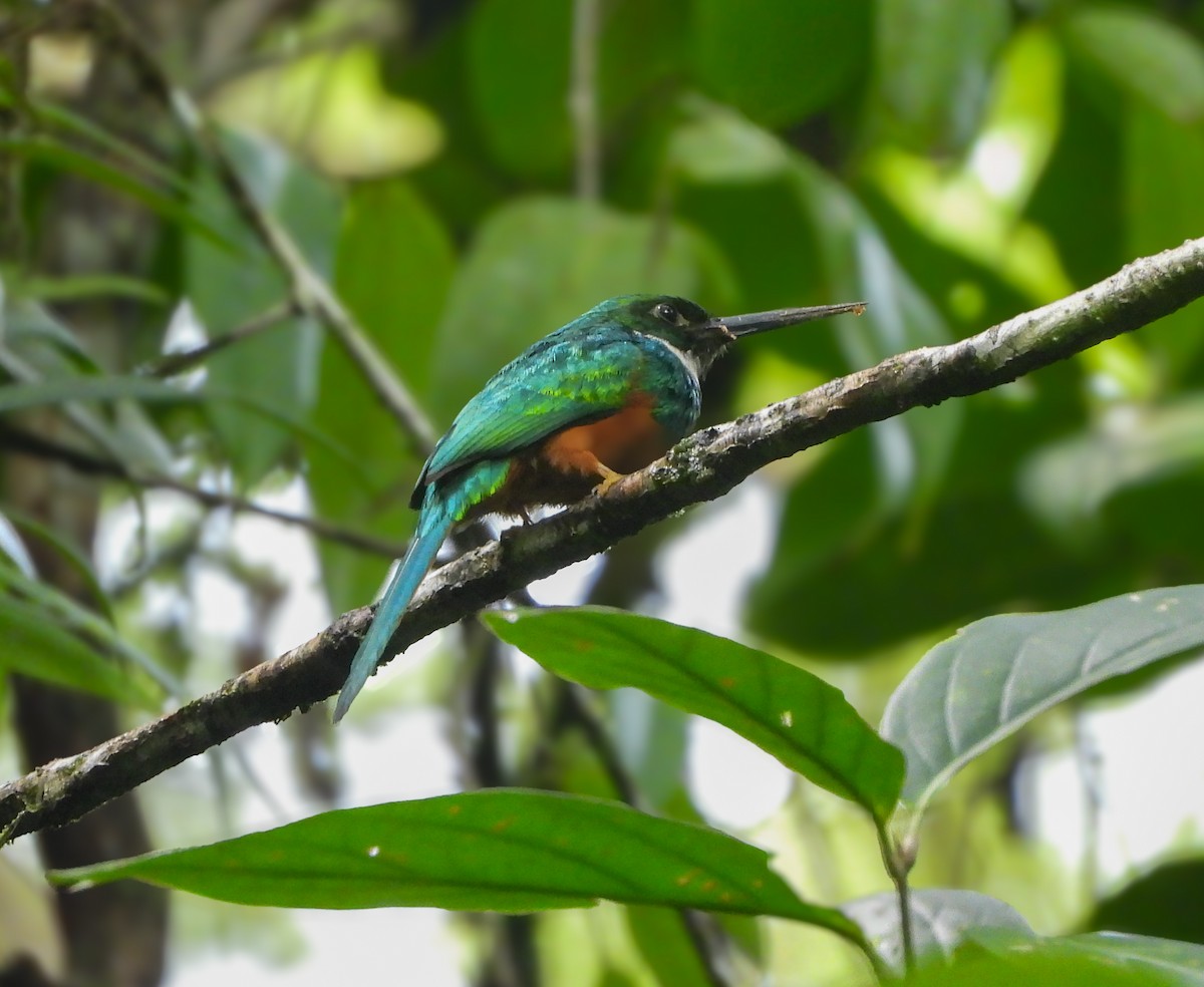 Rufous-tailed Jacamar - ML643718867