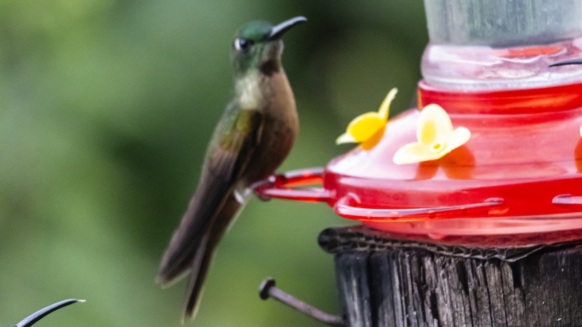 Fawn-breasted Brilliant - ML643718873