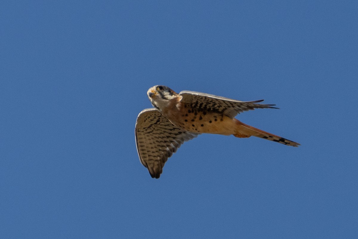 American Kestrel - ML643718881