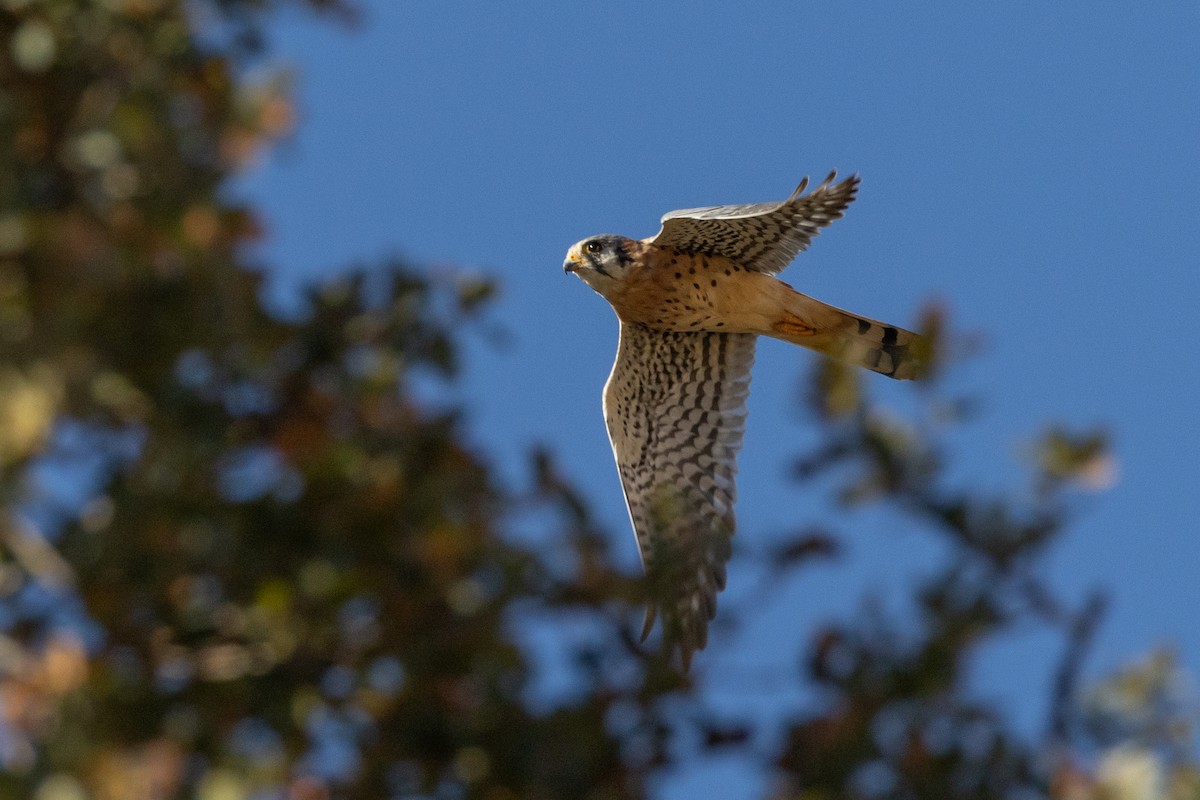 American Kestrel - ML643718882