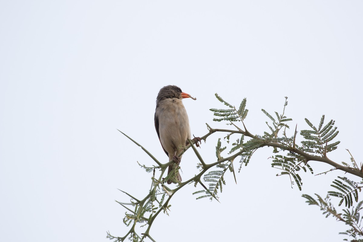 Red-headed Weaver - ML643718888